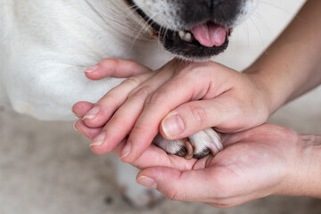 Human hands holding the dog’s paw. Friendship and protection concept. 