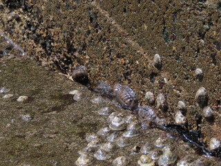 海辺のコンクリートに張り付く貝のベッコウガサとヒザラガイ