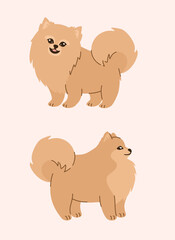 Cartoon character Pomeranian dog. Flat vector illustration.
