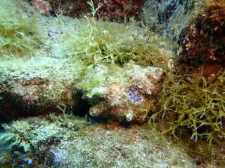 海藻の生えた海の岩に張り付くトゲがついた買いのサザエ