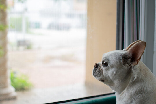 Cute white French Bulldog sitting near the window waiting for the master to return home. Miss you concept. A sad dog waiting at the window for the owner. Copy space