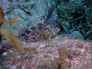 海藻の生える海の岩場で休む1匹の魚のカサゴ