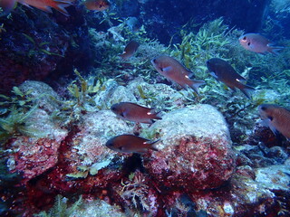 海藻の生えた岩場を泳ぐ魚のスズメダイの群れ
