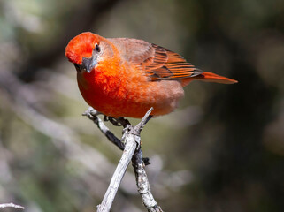 bird in tree