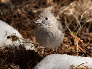 bird in snow
