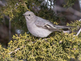 bird in tree