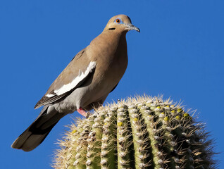 bird on cactus
