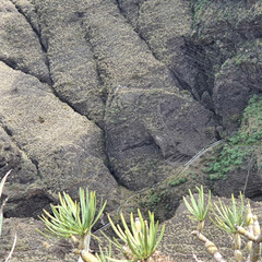 Gesicht im Fels, Pareidolie