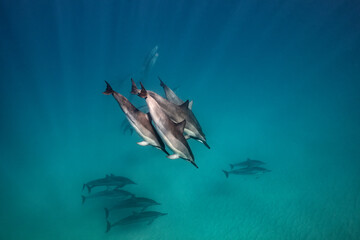 A pod of Spinner Dolphins swims through the clear blue waters of Hawaii as sun rays penetrate the ocean surface and beam down to the sandy sea floor