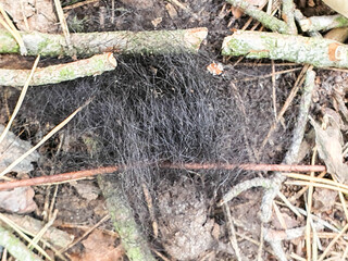 Wildschwein Haare im Wald