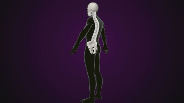 male human skeleton, ribs, gallbladder, skull and spine anatomy. 3d illustration