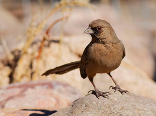 Bird on rock