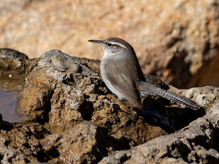 Bird on rock