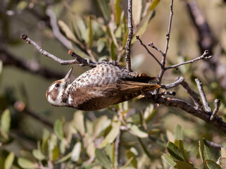 Woodpecker in tree