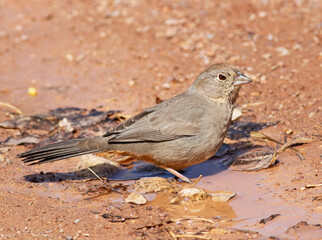 Bird in water