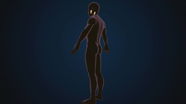 male human skeleton, ribs, gallbladder, skull and spine anatomy. 3d illustration