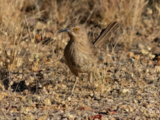Desert thrasher bird