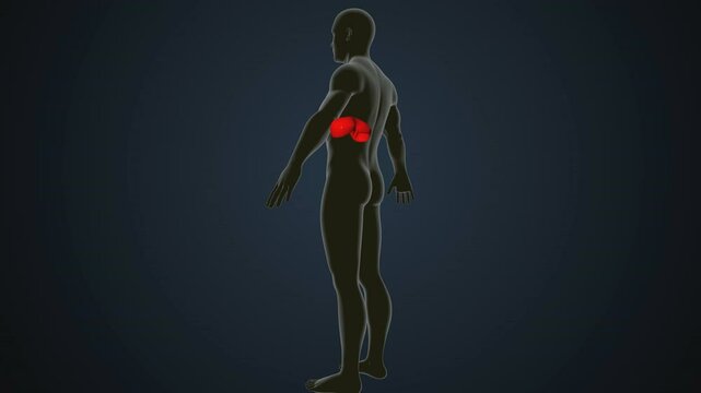 male human digestive oranges brain, liver, heart, lungs and nerves anatomy system, 3d illustration
