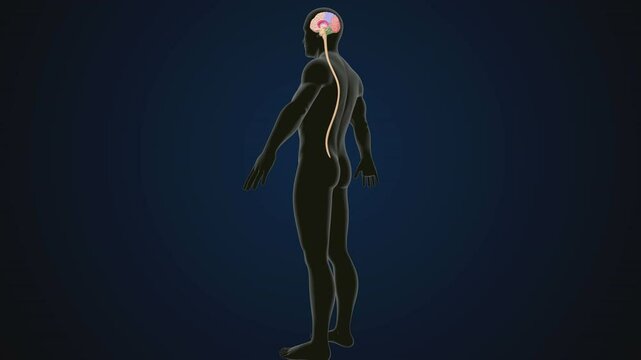 male human digestive oranges brain, liver, heart, lungs and nerves anatomy system, 3d illustration