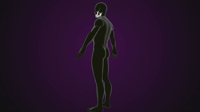 male human skeleton, ribs, gallbladder, skull and spine anatomy. 3d illustration
