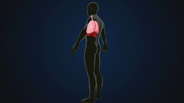 male human digestive oranges brain, liver, heart, lungs and nerves anatomy system, 3d illustration