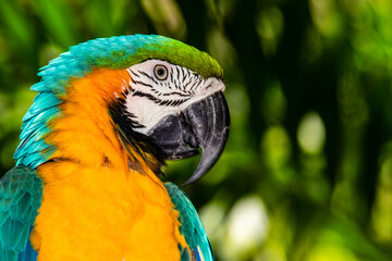 The always beautiful macaw