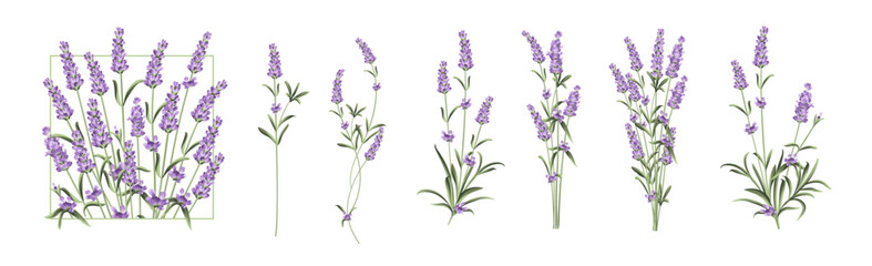 Obraz premium Set of lavender flowers elements. Collection of lavender flowers on a white background. Vector illustration bundle.