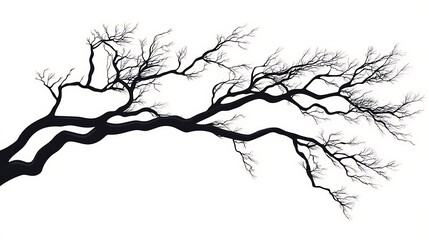 Fototapeta premium Silhouette of a bare tree branch with a white background.