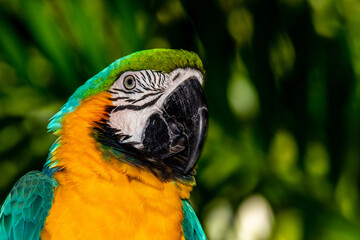 The always beautiful macaw