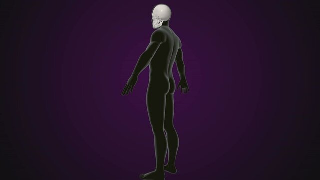 male human skeleton, ribs, gallbladder, skull and spine anatomy. 3d illustration