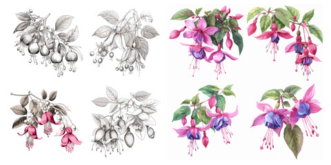Four different drawings of flowers, each with a different color scheme. The first drawing features a pink and white flower, while the second drawing has a blue and white flower