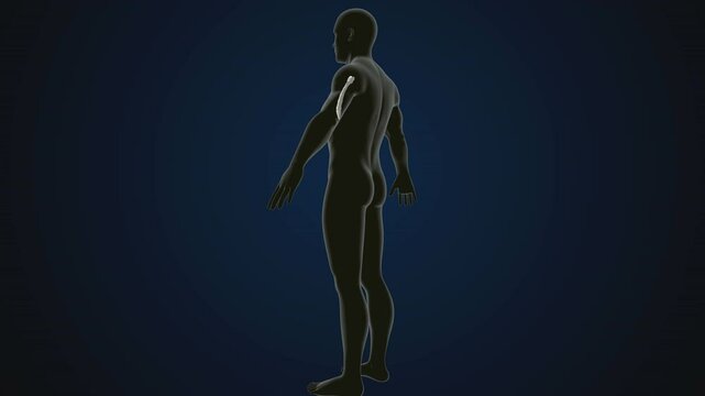 male human skeleton, ribs, gallbladder, skull and spine anatomy. 3d illustration
