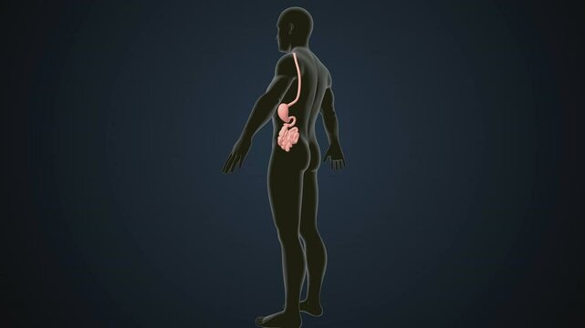 male human digestive oranges brain, liver, heart, lungs and nerves anatomy system, 3d illustration