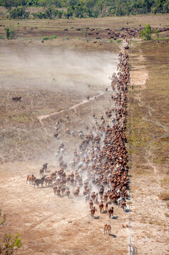 mustering braham cattle  on the flood plains near the gulf of carpentaria ,North Queensland,Australia.