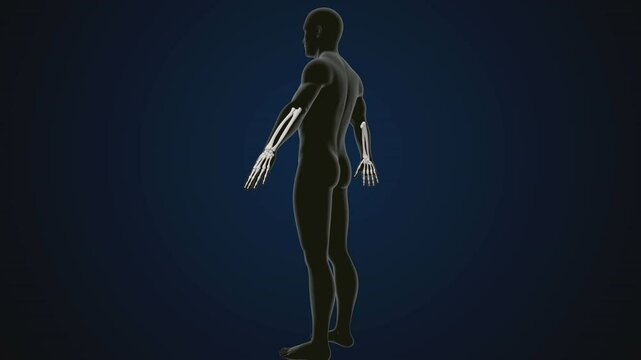 male human skeleton, ribs, gallbladder, skull and spine anatomy. 3d illustration