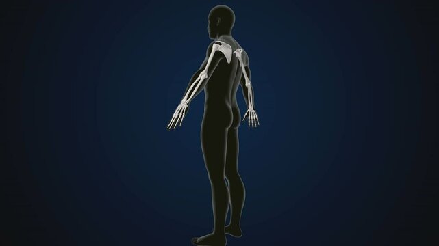 male human skeleton, ribs, gallbladder, skull and spine anatomy. 3d illustration