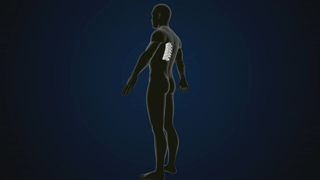 male human skeleton, ribs, gallbladder, skull and spine anatomy. 3d illustration