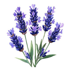 Watercolor illustration of lavender flowers isolated on transparency PNG background, perfect for use in natural product branding, aromatherapy advertising, wellness blogs