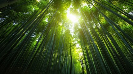 Fototapeta premium 1. Lush green Japanese bamboo forest with tall, slender stalks stretching high into the sky, sunlight filtering through the dense foliage, creating dappled light patterns on the forest floor