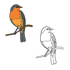 robin bird hand drawn with line art style. simple design outline and black. you can change color you want. bird vector illustrations