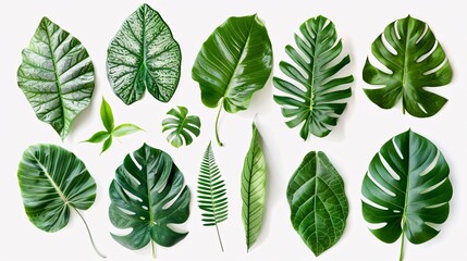 Fototapeta premium 5. Various tropical leaves native to Asia, each with distinct shapes and rich green tones, isolated on white with precise clipping path included