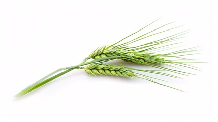 1. Close-up of a green spikelet of wheat with detailed grains and thin stalk, isolated on a white background