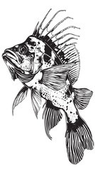 Obraz premium hammer fish, vintage black ink hand drawn illustration vector