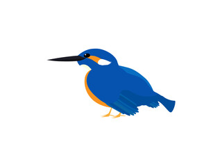 野鳥のカワセミ
