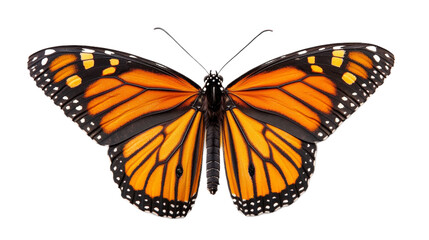 Fototapeta premium Monarch Butterfly Isolated on