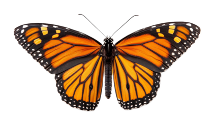 Monarch Butterfly Isolated on