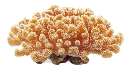 Closeup of a Pink Coral Colony