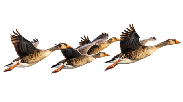 A Flock of Geese Flying in