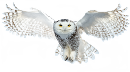 Snowy Owl in Flight with