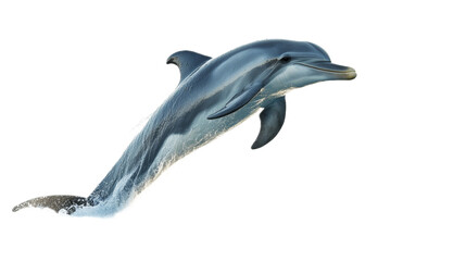 Dolphin leaping out of the